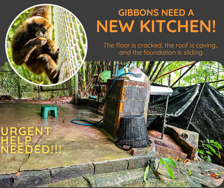 gibbon needs a new kitchen